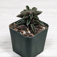 Succulent Pot Plant - Peperomia Asperula - In 2" Pot