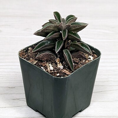 Succulent Pot Plant - Peperomia Asperula - In 2" Pot | eBay