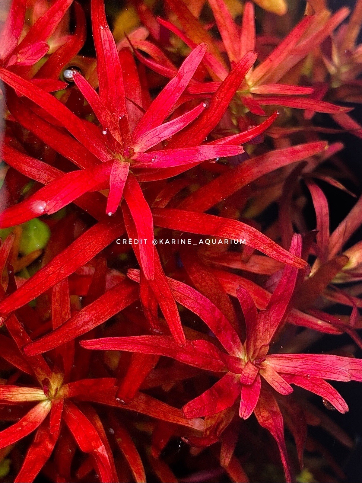 Rotala Blood Red Sg Variant sélection premium de 8 tiges d'aquascaping