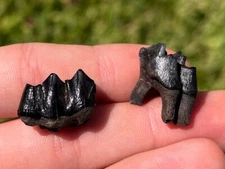 Florida Fossil Deer Teeth Odocoileus virginianus Pleistocene Ice Age Mammal