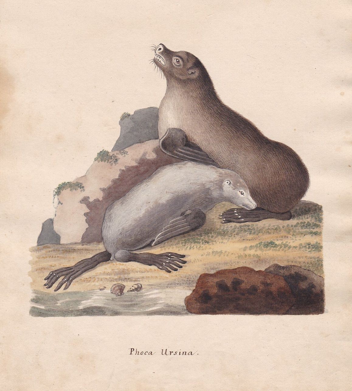 1800 Sello Foca Original Acuarela Dibujo