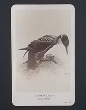 General Cigar Company Trading Card - No. 15 Common Loon - Card 1