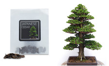 30 Japanese Cedar Bonsai Seed | Grow Your Own Bonsai Tree | Bonsai Beginner Gift