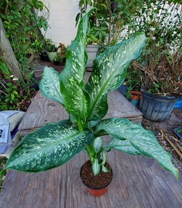 Dieffenbachia Tiki Dumb Cane Ships Bare Root Beautiful Indoor Outdoor Ebay