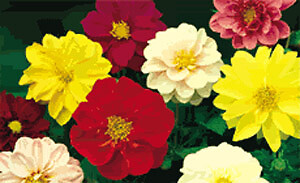 Dahlia Fresco Mix 250 seeds | eBay
