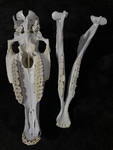Echter Pferdeschädel mit Unterkiefer, Knochen, Lehrmaterial, Anatomie, Deko - Bild 8 von 9