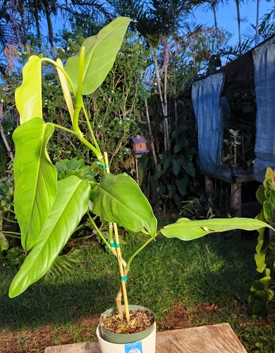 Philodendron heleniae subspecies heleniae Plant 6" Pot 28" Tall 22" Wide