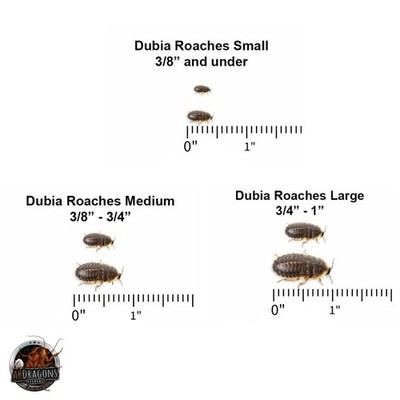 Live Dubia Roaches: Small, Medium, Large in Bag USPS, FedEX Ground/2Day