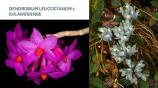 DENDROBIUM LEUCOCYANUM x SULAWESIENSE SMALL ORCHID MOUNTED