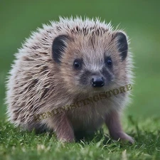 Fluffy stuffy Creature cute animal Dog Lover #6 "hedgehog" Reprint