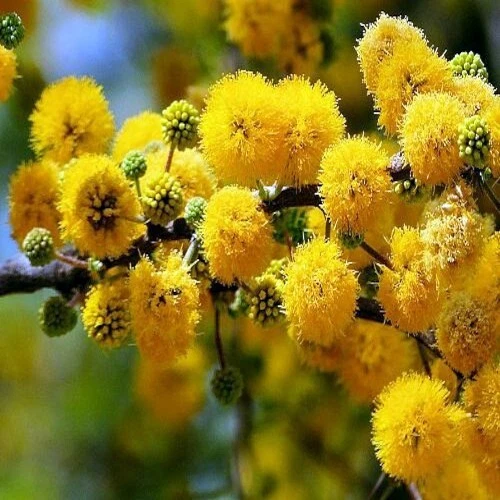 Acacia Tree Seeds for sale | eBay