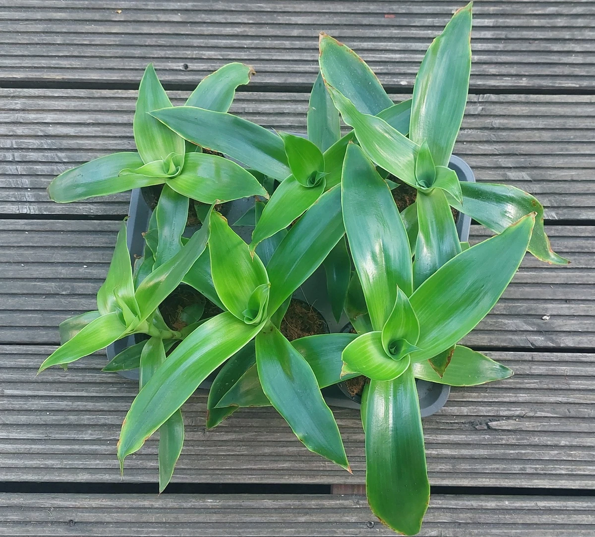Callisia Fragrans online kaufen | eBay.de