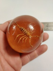Genuine Scorpion Half Dome Acrylic Resin Lucite Paperweight Felt Base 2.5”