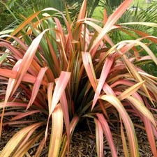 1 X PHORMIUM 'FLAMINGO' NEW ZEALAND FLAX EVERGREEN SHRUB HARDY