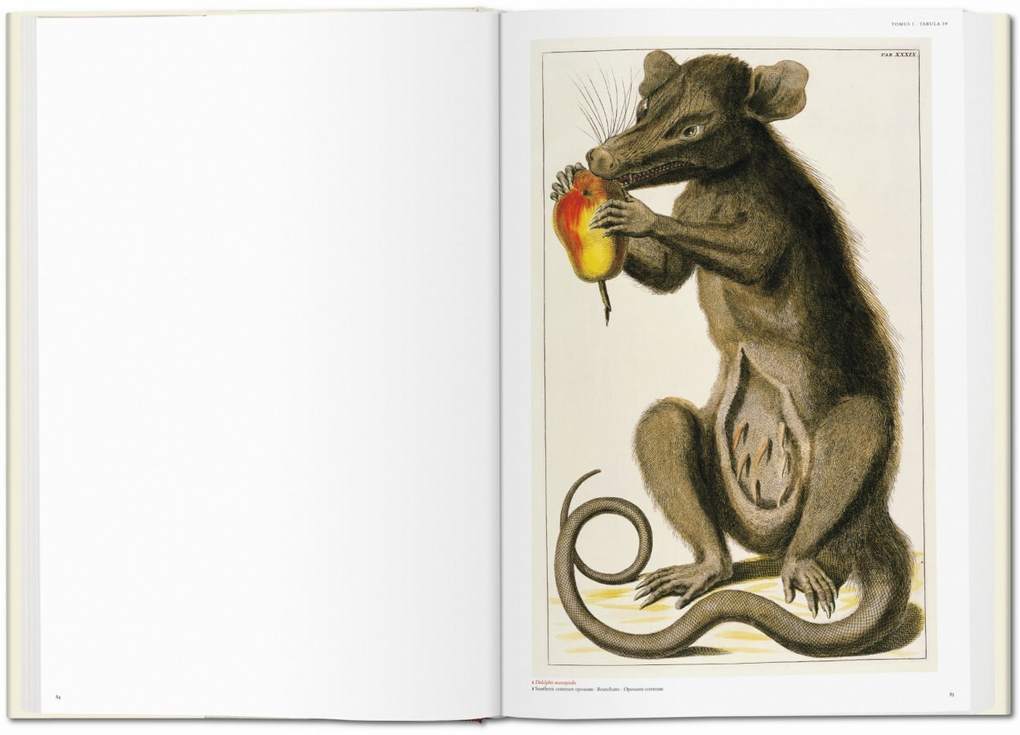 Thumbnail - Seba. Cabinet Of Natural Curiosities | Irmgard Müsch, Jes Rust, Rainer