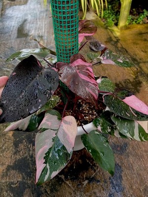 Philodendron Pink Princess Galaxy F1 Variegated Very Beauty Real Picture