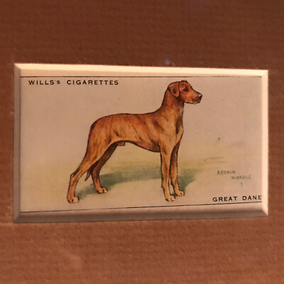 wills cigarette cards dogs Matted Great Dane 1937 SERIES OF DOGS WILLS CIGARETTE CARD
