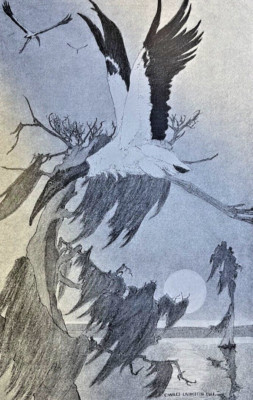1911 Vintage Illustration Stork of the Woods Wood-Ibis Charles Livingston Bull
