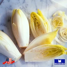 500 Witloof Chicory Endive Seeds Non-GMO Heirloom BTGO 75% OFF