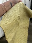 Genuine Alligator Tail And Leg Professionally Tanned — photo 2