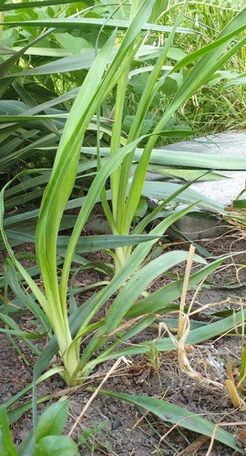 Yucca Palme Gloriosa Palmlilie ca.20cm ABLEGER aus eigenem Garten ❄ - Bild 4 von 11