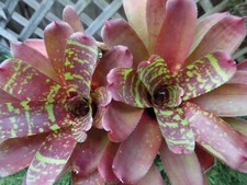 Neoregelia CHECKERBOARD Bromeliad one tropical plant SMALL 