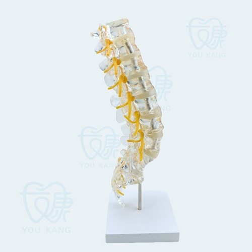 Columna lumbar transparente 1:1 con coxis modelo de nervio intervertebral - Imagen 5 de 7