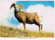 Animal Postcard British Columbia Bighorn Mountain Sheep Ram