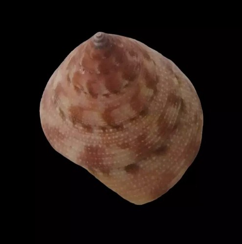 Conchiglia Shell CALLIOSTOMA VINOSUM Brasile 35,2 mm LARGE # Mi44 - Picture 2 of 4