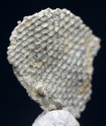 SEA FAN BRYOZOA Specimen Fossil Ancient Fossilized Sea Life KENTUCKY USA — photo 2