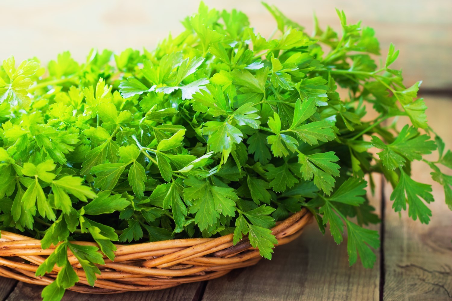 3 x Parsley French Flat Leaf Herb Plants in 12cm Pots WELL ROOTED Culinary Use image 4
