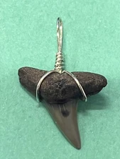 SHARK TOOTH PENDANT Fossilized 7/8 Inch Upper LEMON Shark Tooth 