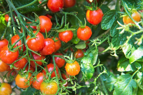 80 Sub ARCTIC PLENTY TOMATO Solanum Lycopersicum Red Determinate Heirloom Seeds - 第 1/8 張圖片