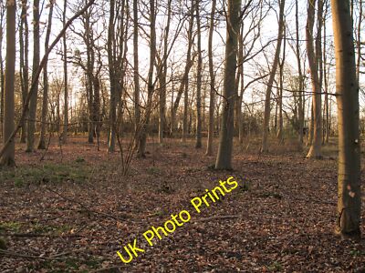 Foto 6x4 Schicht Holz, Schicht Marney Smythe's Green Layer Wood is managed b c2015