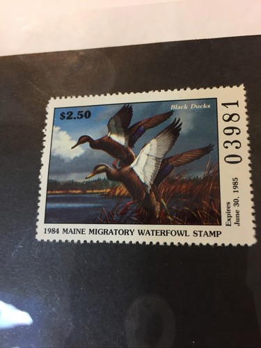David A.Maass,1984 Maine Waterfowl Stamp, Mint In Sleeve , VF, NH, Sam Houston - Picture 4 of 12