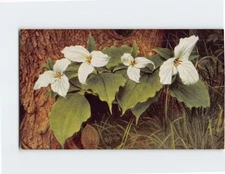 Postcard White Trillium (Trillium grandiflorum)
