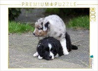Calvendo Puzzle Australian Shepherd Puppies At Play | 2000 Pieces, Finished Size