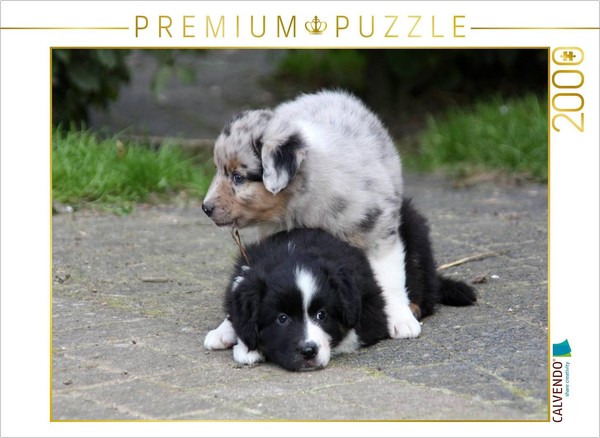 Calvendo Puzzle Australian Shepherd Puppies At Play | 2000 Pieces, Finished Size-image
