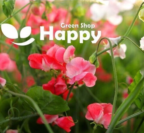 CLIMBING FLOWERS - Vines - Thunbergia Morning Glory Sweet Pea - Flower seeds - Picture 30 of 121