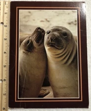 Baby Elephant Seals Oversized Postcard