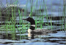 Postcards Vin: (24) USA Oversized Postcards Nice (543)