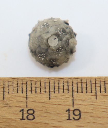 Seeigel, Bathysalenia granulosa, Kreide, Campan, Misburg Deutschland -k830 - Bild 6 von 6