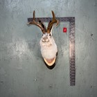 New Jackalope mount/Taxidermy/deer mount/antlers/craft/hunti ng/art/fishing/gift