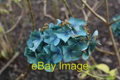 Foto 6x4 Hortensie macrophylla 'Renate Steiniger' - Nahaufnahme Hortensie m c2016