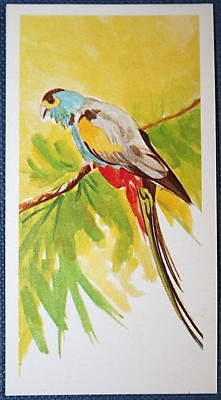 GOLDEN-SHOULDERED PARAKEET   Illustrated Bird Card  AF07MS