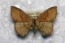 🦋 False Mocha – Cyclophora porata   Scarce British Geometer Moth Specimen