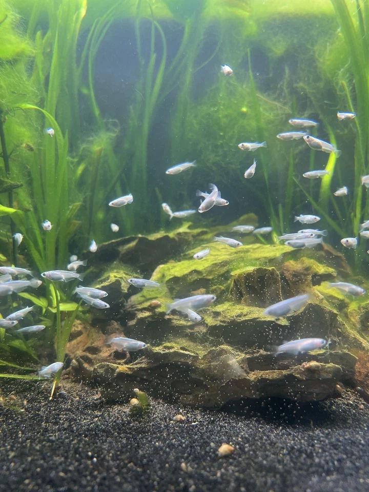 Peixe de arroz Medaka platina 8+2 - Imagem 2 de 2