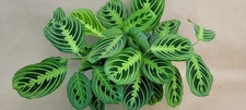 Maranta Lemon Lime – Live Prayer Plant in 3” Pot – Easy Indoor Houseplant