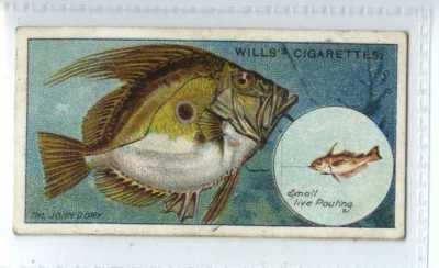 (Je6293) WILLS,FISH & BAIT,THE JOHN DORY,1910,#37