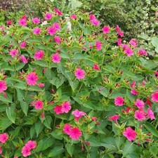 30 Graines de Belle de Nuit -  fleurs plante vivace jardin méthode BIO